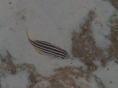 Atypichthys strigatus