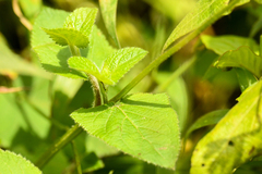 Salvia scutellarioides