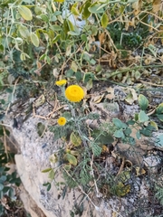 Anacyclus valentinus