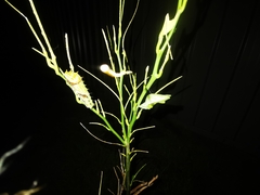 Papilio aegeus aegeus