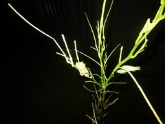 Papilio aegeus aegeus