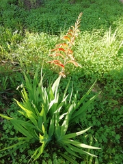 Chasmanthe floribunda