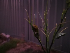 Papilio aegeus aegeus