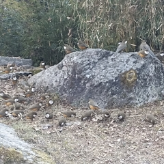 Pterorhinus albogularis