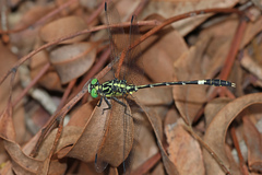 Austrogomphus amphiclitus