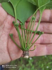 Ginkgo biloba