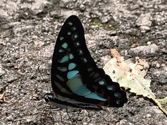 Graphium evemon