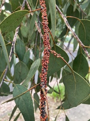 Eriococcus coriaceus