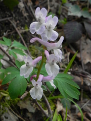 Corydalis cava