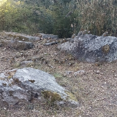 Pterorhinus albogularis