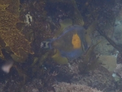 Meuschenia freycineti