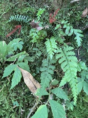 Asplenium gueinzianum