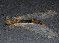 Centroclisis maligna