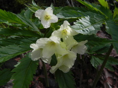 Cardamine kitaibelii