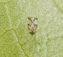 Stephanitis pyrioides