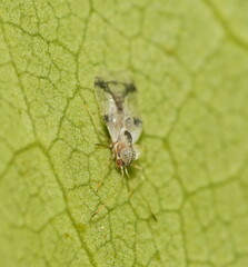 Stephanitis pyrioides