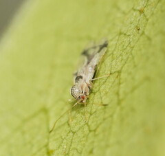 Stephanitis pyrioides