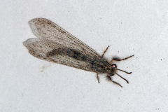 Centroclisis maligna