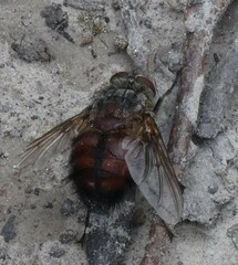 Rutilia