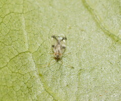 Stephanitis pyrioides