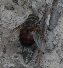 Rutilia