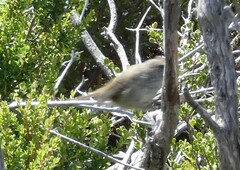 Acanthiza pusilla diemenensis