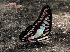 Graphium evemon