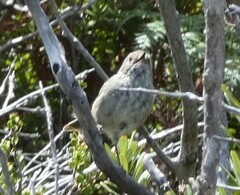 Acanthiza pusilla diemenensis