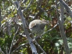 Acanthiza pusilla diemenensis