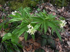 Cardamine kitaibelii