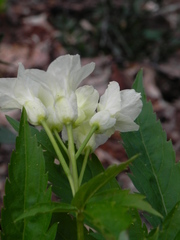 Cardamine kitaibelii