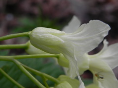 Cardamine kitaibelii