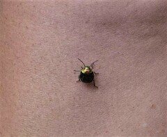 Lampromicra