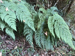 Dryopteris paleolata