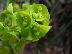 Euphorbia amygdaloides