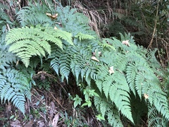 Dryopteris paleolata