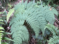 Dryopteris paleolata
