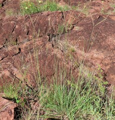 Andropogon schirensis