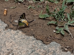 Graphium antiphates itamputi
