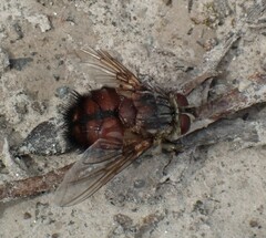 Rutilia