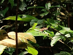 Papilio polytes romulus