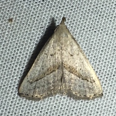 Macrochilo hypocritalis