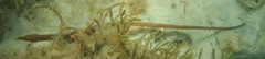 Stigmatopora nigra