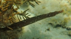 Stigmatopora nigra