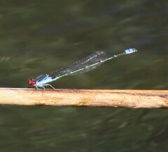 Pseudagrion sublacteum