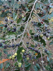 Alphitonia neocaledonica