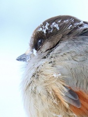 Perisoreus infaustus