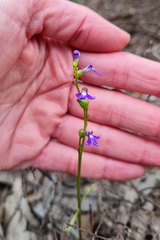 Lobelia gibbosa