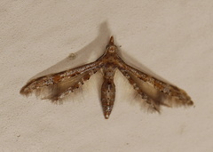 Oxychirota paradoxa
