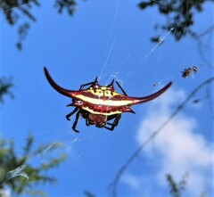 Gasteracantha falcicornis